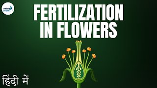 Fertilization in Flowers  in Hindi हिंदी में [upl. by Einnos]