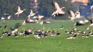 Bird control laser repels geese [upl. by Heng]