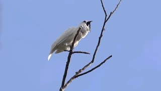 White bellbirds produce loudest bird call ever recorded [upl. by Gnilsia]