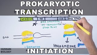 Prokaryotic Transcription Initiation and Elongation [upl. by Nifled]