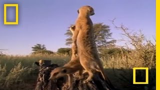 Meerkat Mob Rule  National Geographic [upl. by Arbe821]