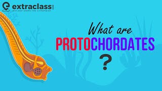 What are Protochordates  Biology  Sub Phylum of Chordata  Animal Kingdom  Protochordata [upl. by Aniehs100]