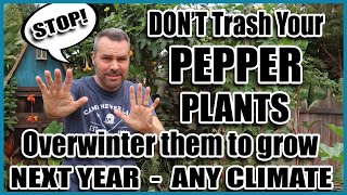 Overwintering Peppers  Grow This Years Peppers again NEXT YEAR [upl. by Starkey]