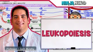 Hematology  Leukopoiesis White Blood Cell Formation [upl. by Kcaj]