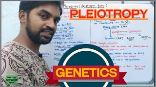 Pleiotropy  Pleiotropic genes  Genetics [upl. by Convery]