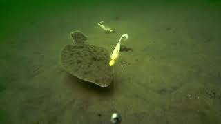 Underwater FlounderFluke Fishing Behavior [upl. by Luke]