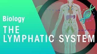 The Lymphatic System  Health  Biology  FuseSchool [upl. by Godspeed272]