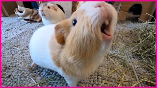 Happy guinea pigs wheeking and squeaking [upl. by Brinna]