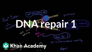 DNA repair 1  Biomolecules  MCAT  Khan Academy [upl. by Oriane374]