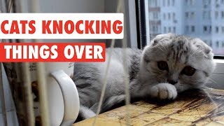 Cats Knocking Things Over  Funny Cat Compilation [upl. by Eintruoc]