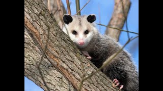 SC Wildlife  Opossums [upl. by Aimat932]