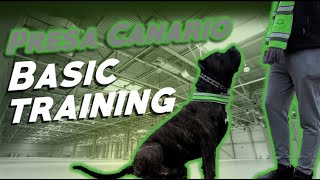 Presa Canario Basic Training [upl. by Dacia]