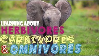 Learning About Herbivores Carnivores and Omnivores [upl. by Jake]