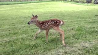 Baby deer squeaks [upl. by Vasili]