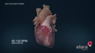 Heart in 3D Animation How the Heart Works [upl. by Sirtimed]