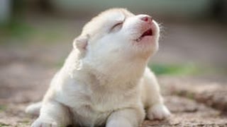 Cute Puppies Howling Compilation 2016 Cuteness Overload [upl. by Hesther]