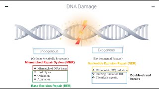 DNA Repair Mechanisms Part 1 [upl. by Quitt]