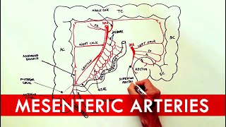 Superior Mesenteric ArterySMA  Course  Divisions  Termination [upl. by Meraree]