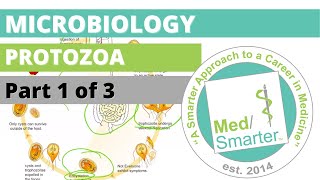 Protozoa  Microbiology  USMLE STEP 1  Part 1 of 3 [upl. by Fletcher]