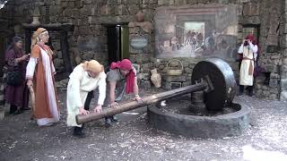 MAKING OLIVE OIL IN ISRAEL [upl. by Almeria]