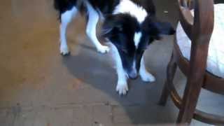 Border Collie barking at Tinks [upl. by Ardeha]