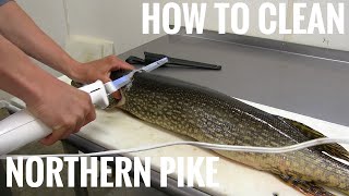 NORTHERN PIKE How to get 5 boneless fillets [upl. by Vezza]