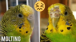 Budgies and Molting  complete information [upl. by Bree]