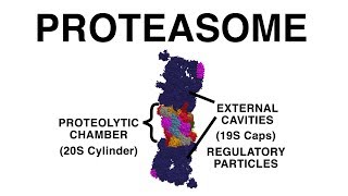 THE PROTEASOME UBIQUITINATION AND PROTEIN DESTRUCTION [upl. by Welker545]