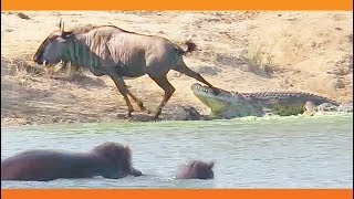 Hippos Come to Rescue Wildebeest from Crocodile [upl. by Debora]