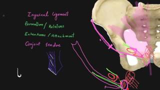 Inguinal ligament [upl. by Valerlan]