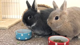 Morning Feeding Time  Netherland Dwarf Rabbits  Full Grown Size [upl. by Emiolhs142]