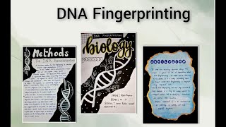 BIOLOGY INVESTIGATORY PROJECT  DNA FINGERPRINTING  CLASS 12 [upl. by Airdnaid]