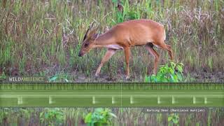 Barking Deer Sounds  A muntjac deer calls at night in Thailands rainforest [upl. by Dougy528]