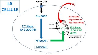 Respiration cellulaire  glycolyse cycle de Krebs coenzymes NAD et chaîne respiratoire [upl. by Elatsyrk]