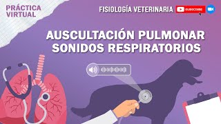 FISIO1AUSCULTACIÓN PULMONARSONIDOS RESPIRATORIOS [upl. by Aremat355]