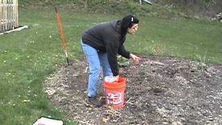 Mulching with newspaper and cardboard [upl. by Juli]