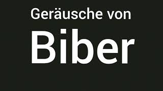 Geräusche von Biber 🔊 [upl. by Ahsinyar945]