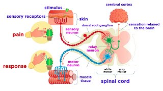 The Peripheral Nervous System Nerves and Sensory Organs [upl. by Fredelia]