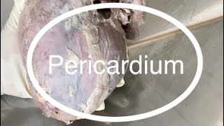 Pericardium [upl. by Ellehcil]