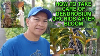 HOW TO TAKE CARE OF DENDROBIUM ORCHIDS AFTER BLOOM  DENDROBIUM ORCHIDS CARE [upl. by Agemo]