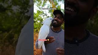 Talking Cockatoo  Umbrella Cockatoo  White Cockatoo  Shaikh Tanveer [upl. by Lian]