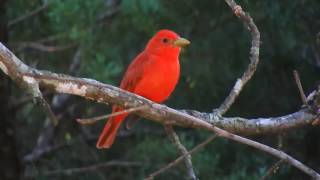 Summer Tanager call [upl. by Latrena]