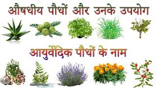 औषधीय पौधों और उनके उपयोग  Ayurvedic Plants Information In Hindi  आयुर्वेदिक पौधों के नाम [upl. by Wolf]