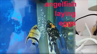 Angelfish breeding How to tell when angelfish will spawn Angelfish laying eggs angelfish tank [upl. by Sellihca]