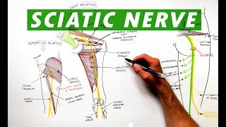 Sciatic Nerve  Anatomy Tutorial [upl. by Innig]