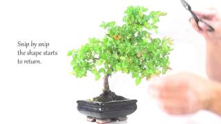 Indoor Bonsai Care  Chinese Sweet Plum Bonsai Pruning [upl. by Ahsenod145]