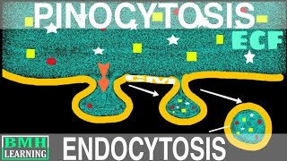 Pinocytosis  Endocytosis Part2 [upl. by Sine]