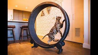 Exercise Wheel For Cats  FUNNY CATS COMPILATION [upl. by Lebazi]