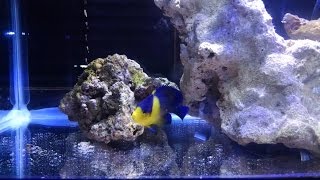 Purple Masked Angelfish in QT [upl. by Aluk]