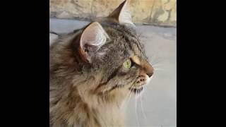 Cats Chirping and Chattering  CAT COMPILATION [upl. by Yelats]